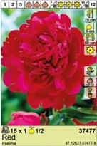 Пион Красный 1/2 1шт*