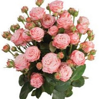 Роза Мадам Бомбастик кустовая (МЦ) дл.50 10шт/уп