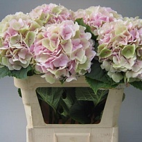 Гортензия Verena Classic дл.80 d24 1шт