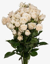 Роза куст. Tambuzi Majolika White дл.53 12шт