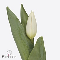 Тюльпан Summer Snow 10шт