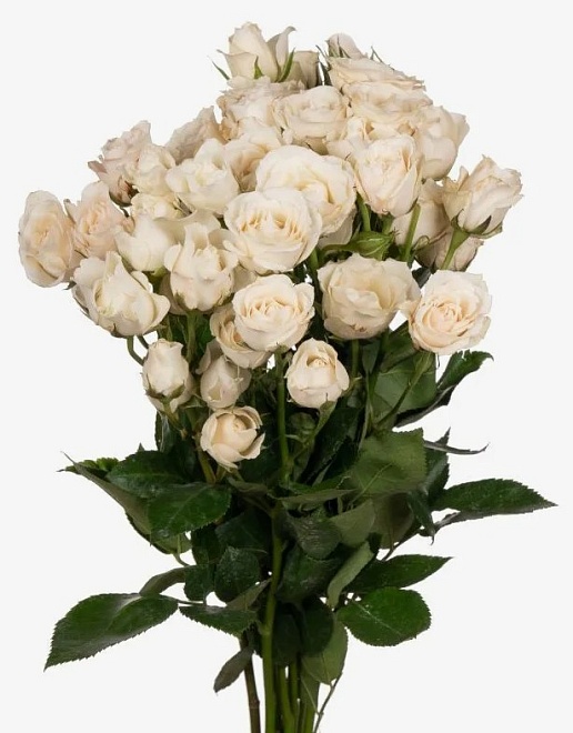 Роза куст. Tambuzi Majolika White дл.53 12шт
