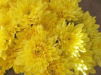 Хризантема кустовая Baltica Yellow (Italia) 5шт