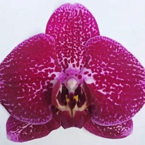 Орхидея Фален. Сеньорита 1 ст d12 h70-80 10шт
