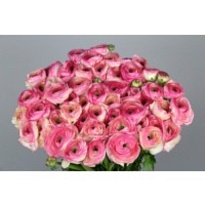 Лютик Success Felicidade 10шт