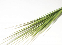 Зелень букет искусственный осока h80см светло-зеленый