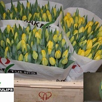 Тюльпан Novi Sun 10шт 