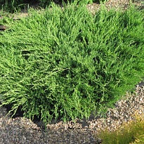 Можжевельник (Juniperus) горизонт. Андорра Компакт 3л h50-60 1шт