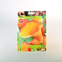 Калла Фаер Дэнсер 12/14 1шт*