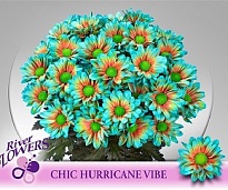 Хризантема кустовая Chic Hurricane (крашен) 5шт