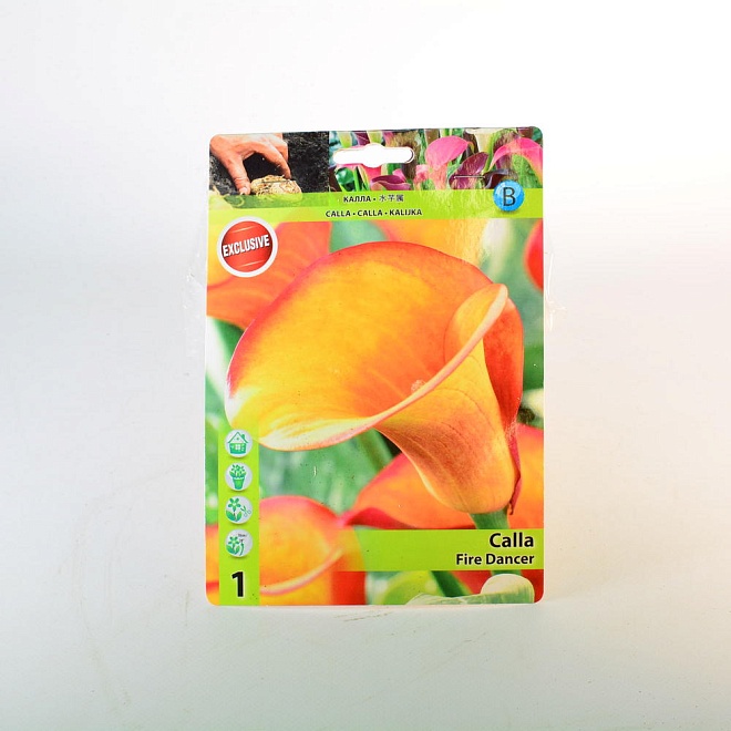 Калла Фаер Дэнсер 12/14 1шт*