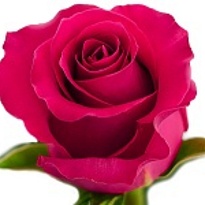 Роза Helen Gotcha дл.50 25шт