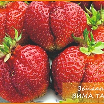 Земляника Вима Тарда (ОКС) упак 5шт