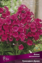 Флокс метельчатый Гренадин Дрим 1шт
