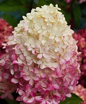 Гортензия (Hydrangea) метельчатая Пинкачу 3л h40-50 1шт
