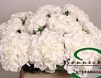 Гортензия Royal Princess дл.80 d22-23 1шт