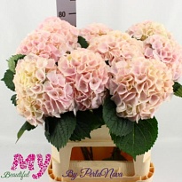 Гортензия My Beautiful Pink Touch дл.80 1шт
