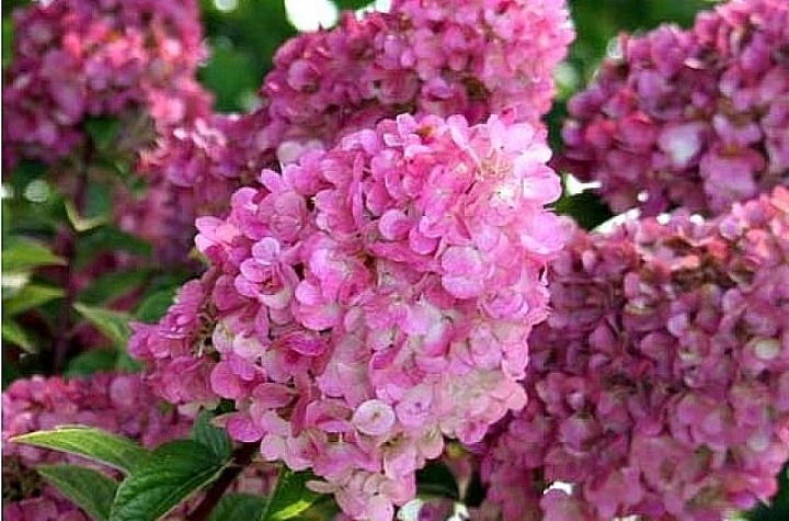 Гортензия (Hydrangea) метельчатая Сандей Фрейз d9 h25-35 18шт