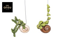 Дисхидия Шелли ханг (улитка) d10 h10 6шт