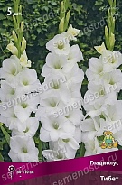 Гладиолус Тибет 10/12 5шт