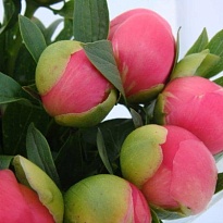 Пион Pink Hawai 5шт