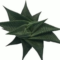 Хавортия Лимифолия Твист d5 h10 20шт