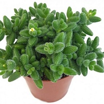 Суккулент Делосперма эхинатум d5 h10 20шт