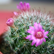 Кактус Маммилярия микс d10 h15 9шт