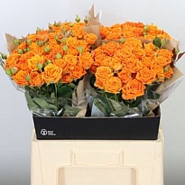 Роза кустовая Orange Dimention дл.60 10шт