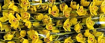 Орхидея Cymbidium Yellow Diona*6 дл.80 1шт