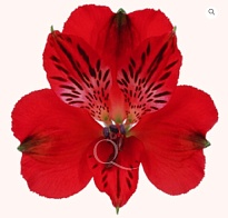 Альстромерия Bella Роза S.a. Nadya дл.70 10шт