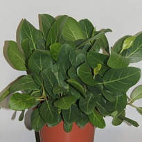 Фикус Аудрей d14 h40 8шт