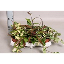 Хойя микс d9 h10 12шт