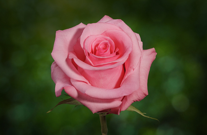 Роза Floristica Ecuador Opala дл.60 25шт
