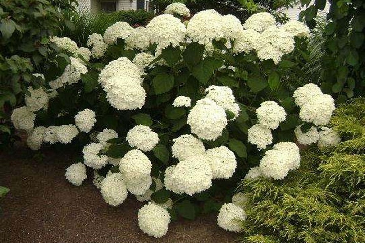 Гортензия (Hydrangea) древ.Стронг Анабелль 3л h30-40 1шт