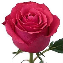 Роза Annefl Altamira дл.50 25шт