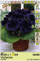 Глоксиния Виолацея 5/6 1шт*