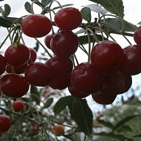 Вишня Изобильная/С