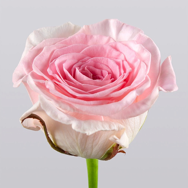 Роза Мандала одноголовая (МЦ) дл.70 15шт/уп