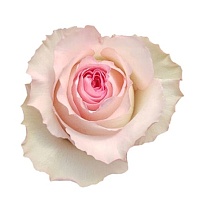 Роза Antera Roses Mandala дл.50 25шт