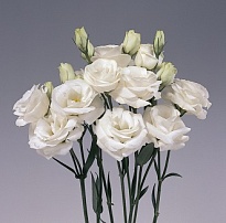 Эустома Exotic White 10шт