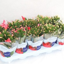 Шлюмбергера микс d11 h20 8шт