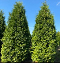 Туя (Thuja) западная Брабант 20л h280-300 1шт
