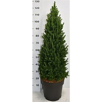 Ель (Picea) канадская Перфекта d26 h95 1шт