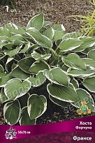 Хоста Форчуна Франсе 1шт