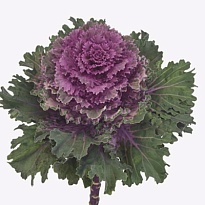 Брасика Empire Tekla 5шт