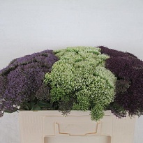 Трахелиум mix 10шт