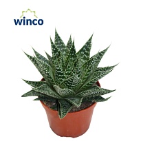 Алоэ Норра d8 h10 18шт