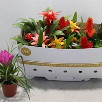 Бромелия микс d9 h15 18шт