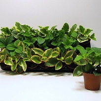 Пеперомия микс d9 h10 21шт